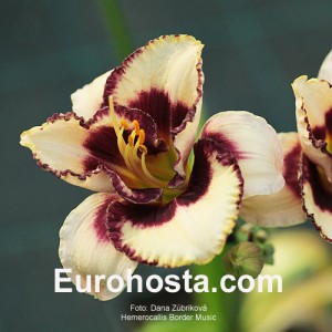 Hemerocallis Border Music - Eurohosta