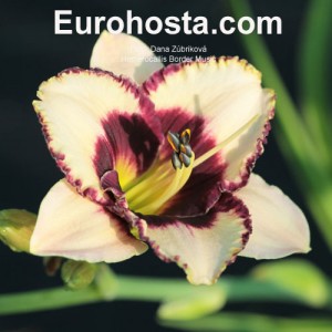 Hemerocallis Border Music - Eurohosta