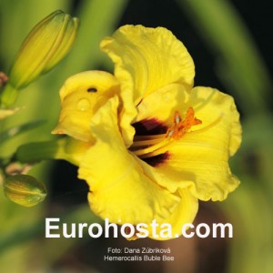 Hemerocallis Bumble Bee - Eurohosta