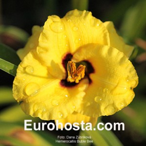 Hemerocallis Bumble Bee - Eurohosta