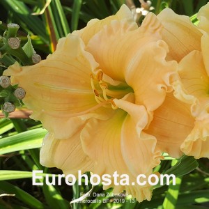 Hemerocallis BF 2019-13