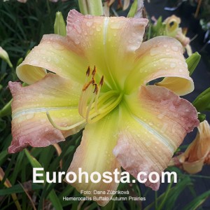 Hemerocallis Buffalo Autumn Prairies