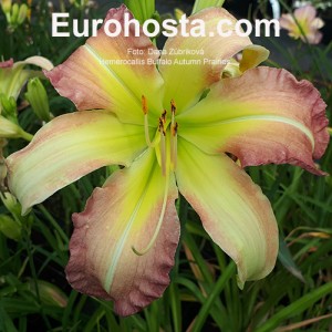 Hemerocallis Buffalo Autumn Prairies