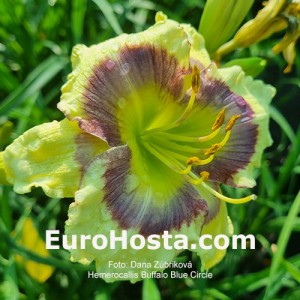 Hemerocallis Buffalo Blue Circle