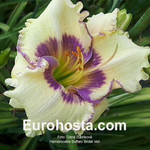 Hemerocallis Buffalo Bridal Veil