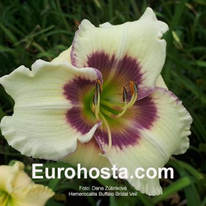 Hemerocallis Buffalo Bridal Veil