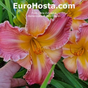 Hemerocallis Buffalo Crayon