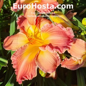 Hemerocallis Buffalo Crayon