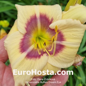Hemerocallis Buffalo Dream Eye
