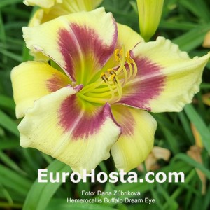 Hemerocallis Buffalo Dream Eye