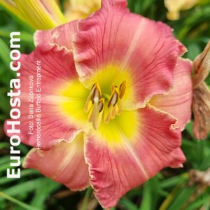 Hemerocallis Buffalo Entrapment 