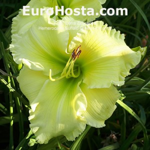 Hemerocallis Buffalo Green Romance