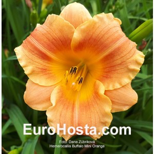 Hemerocallis Buffalo Mini Orange