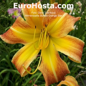 Hemerocallis Buffalo Orange Star