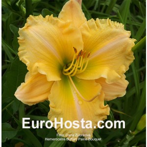 Hemerocallis Buffalo Pairie Bouquet