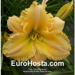 Hemerocallis Buffalo Pairie Bouquet