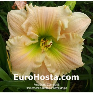 Hemerocallis Buffalo Pastel Magic