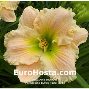Hemerocallis Buffalo Pastel Magic