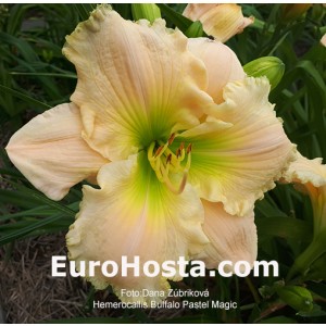 Hemerocallis Buffalo Pastel Magic