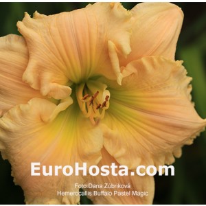 Hemerocallis Buffalo Pastel Magic