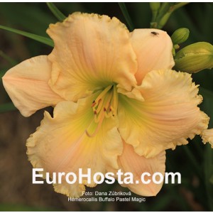 Hemerocallis Buffalo Pastel Magic