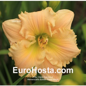 Hemerocallis Buffalo Pastel Magic