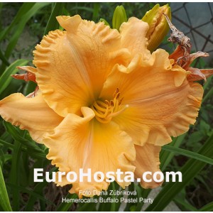 Hemerocallis Buffalo Pastel Party