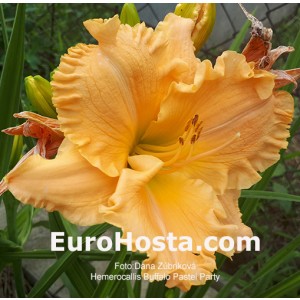 Hemerocallis Buffalo Pastel Party