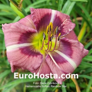 Hemerocallis Buffalo Rainbow Star