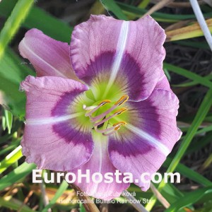 Hemerocallis Buffalo Rainbow Star