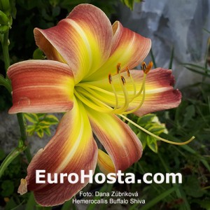 Hemerocallis Buffalo Shiva