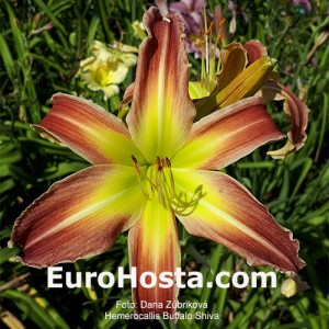 Hemerocallis Buffalo Shiva