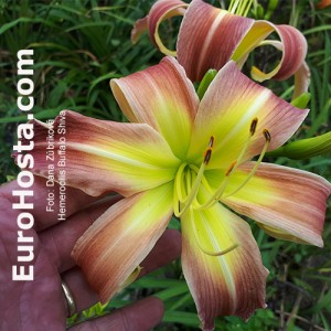 Hemerocallis Buffalo Shiva