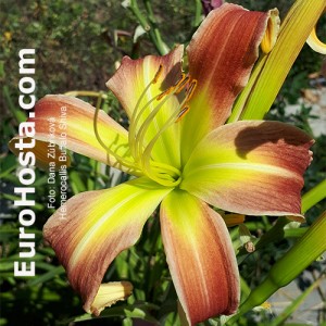 Hemerocallis Buffalo Shiva