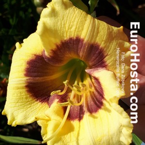 Hemerocallis Buffalo Spirit