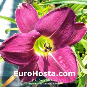 Hemerocallis Buffalo Steak