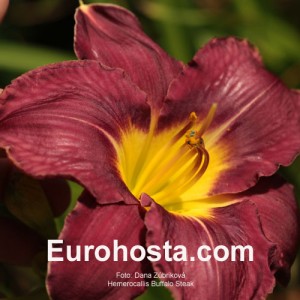 Hemerocallis Buffalo Steak - Eurohosta