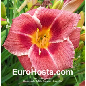 Hemerocallis Buffalo Strawberry Smoothie