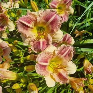 Hemerocallis Buffalo Summer Surprise