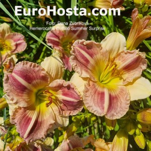 Hemerocallis Buffalo Summer Surprise