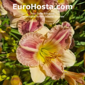 Hemerocallis Buffalo Summer Surprise
