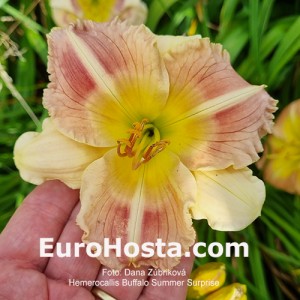 Hemerocallis Buffalo Summer Surprise