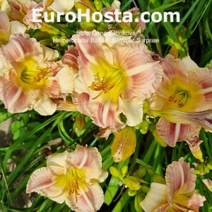 Hemerocallis Buffalo Summer Surprise