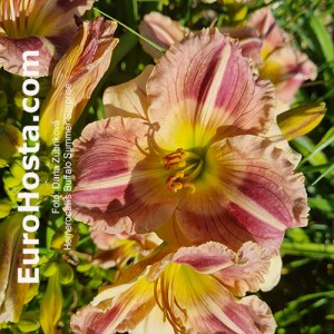Hemerocallis Buffalo Summer Surprise