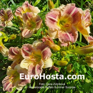 Hemerocallis Buffalo Summer Surprise