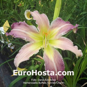 Hemerocallis Buffalo Sunrise Charm 