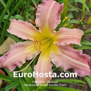 Hemerocallis Buffalo Sunrise Charm 