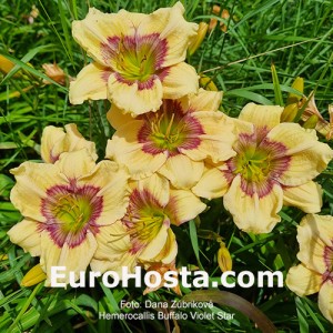 Hemerocallis Buffalo Violet Star