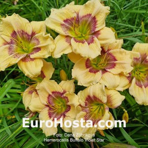 Hemerocallis Buffalo Violet Star