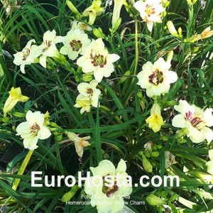 Hemerocallis Buffalo Yellow Charm 